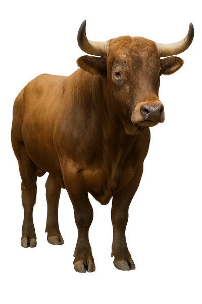 Beef